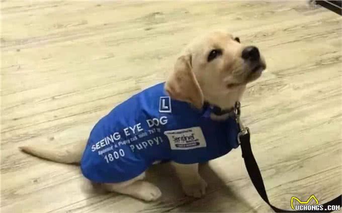 在等待多年后，四肢瘫痪的病人第一次见到了他的服务犬