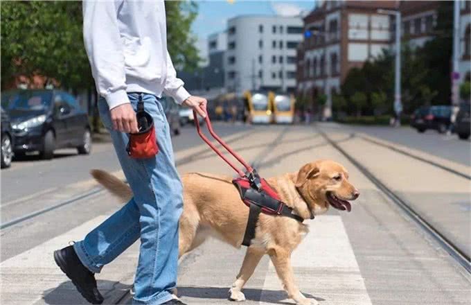 在等待多年后，四肢瘫痪的病人第一次见到了他的服务犬