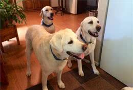 在等待多年后，四肢瘫痪的病人第一次见到了他的服务犬