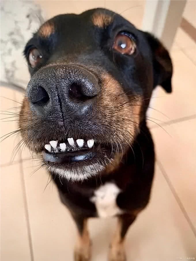 谁敢闻一下狗狗的嘴巴?网友纷纷摇头:太臭了