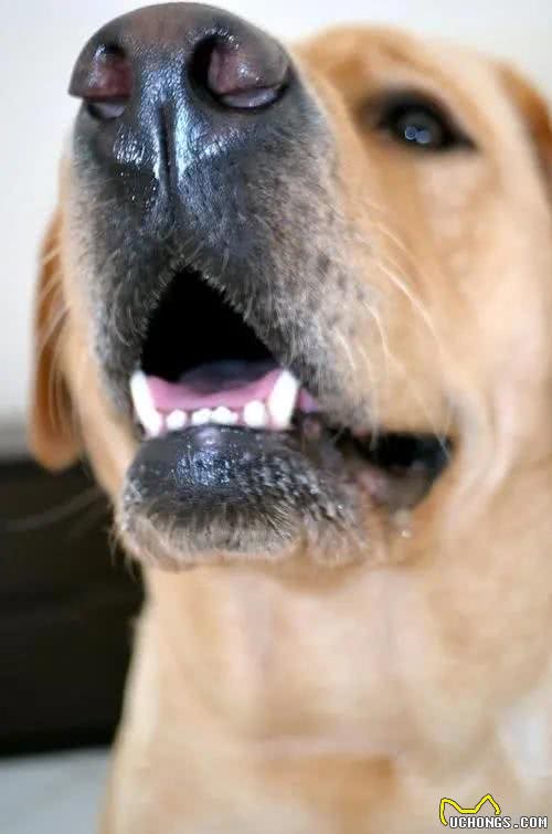 谁敢闻一下狗狗的嘴巴?网友纷纷摇头:太臭了