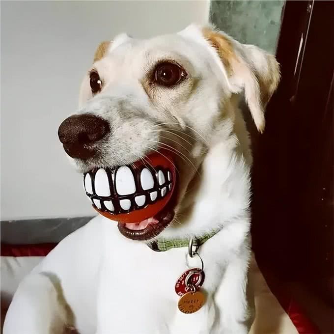 谁敢闻一下狗狗的嘴巴?网友纷纷摇头:太臭了