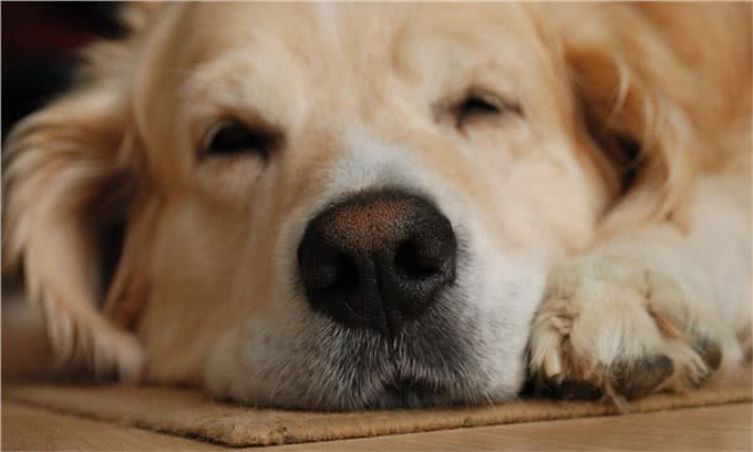 干货分享:狗狗呕吐是怎么回事?