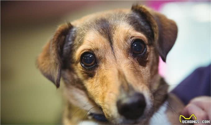 干货分享:狗狗呕吐是怎么回事?