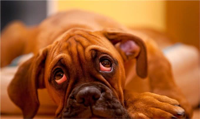 干货分享:狗狗呕吐是怎么回事?