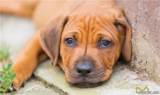 干货分享:狗狗呕吐是怎么回事?