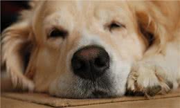 干货分享:狗狗呕吐是怎么回事?