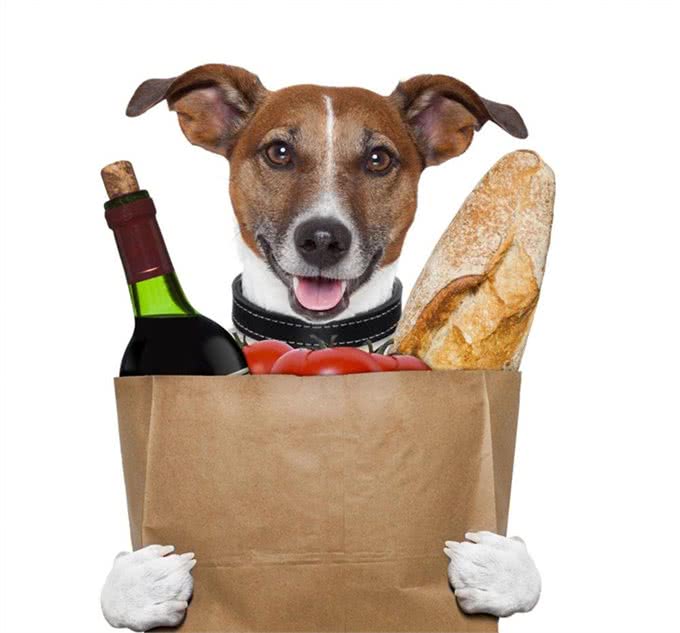 狗狗咳咳咳，宏民告诉你狗狗犬窝咳了该怎么办