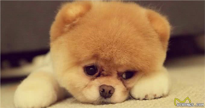 狗狗咳咳咳，宏民告诉你狗狗犬窝咳了该怎么办