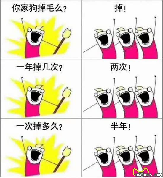 秋季狗毛满天飞怎么办?教你4个小方法