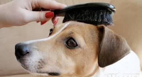 秋季狗毛满天飞怎么办?教你4个小方法