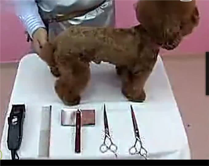 夏天了，你应该亲手帮你的狗狗做一次美发美容