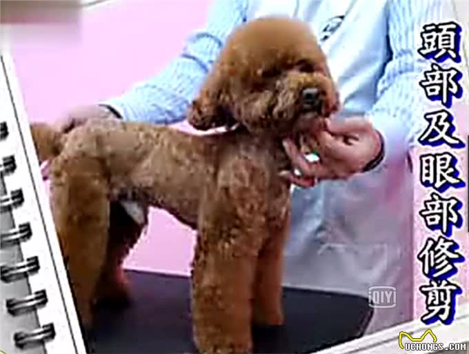 夏天了，你应该亲手帮你的狗狗做一次美发美容
