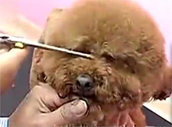 夏天了，你应该亲手帮你的狗狗做一次美发美容