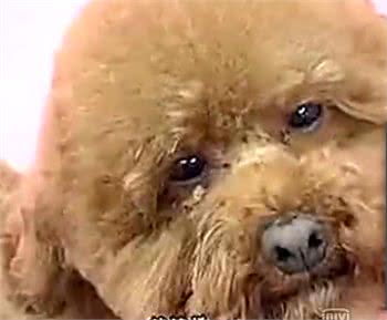 夏天了，你应该亲手帮你的狗狗做一次美发美容