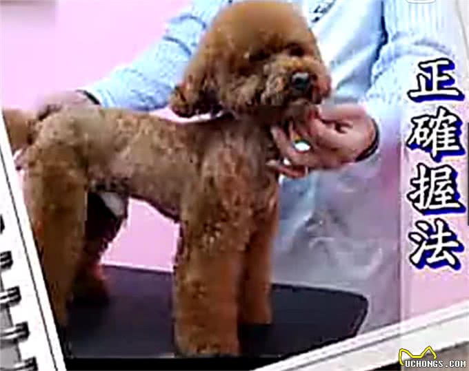 夏天了，你应该亲手帮你的狗狗做一次美发美容