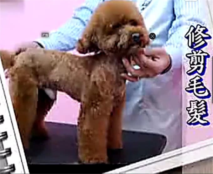 夏天了，你应该亲手帮你的狗狗做一次美发美容
