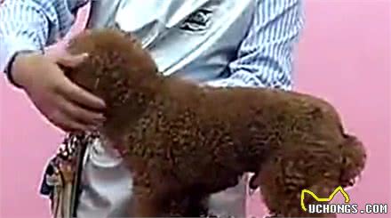 夏天了，你应该亲手帮你的狗狗做一次美发美容