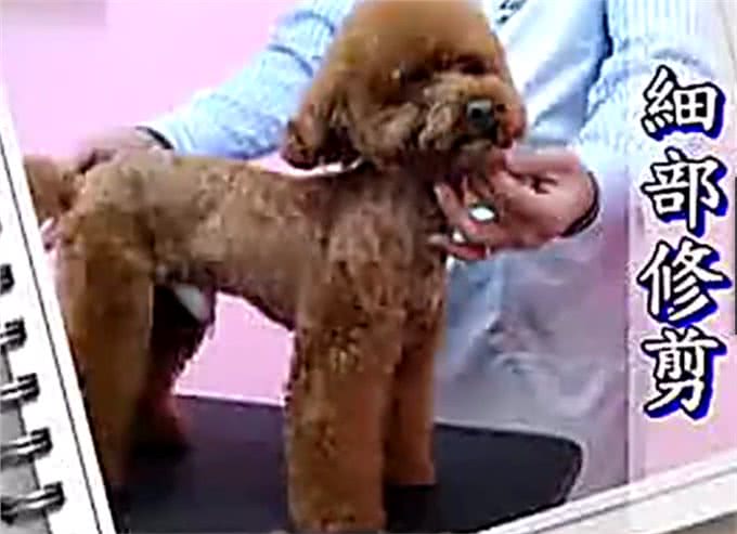夏天了，你应该亲手帮你的狗狗做一次美发美容
