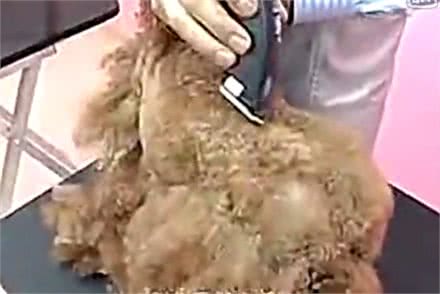 夏天了，你应该亲手帮你的狗狗做一次美发美容