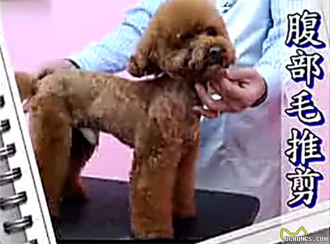 夏天了，你应该亲手帮你的狗狗做一次美发美容