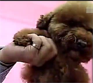 夏天了，你应该亲手帮你的狗狗做一次美发美容