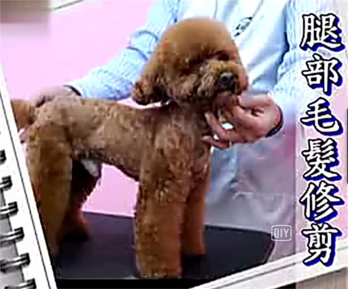 夏天了，你应该亲手帮你的狗狗做一次美发美容