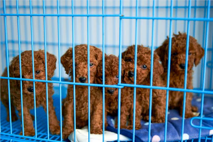 泰迪犬怎么选?这几个地方不会骗人