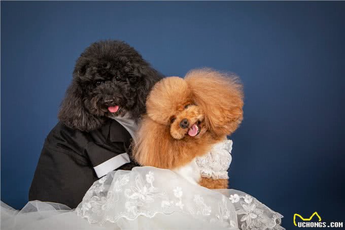 泰迪犬怎么选?这几个地方不会骗人