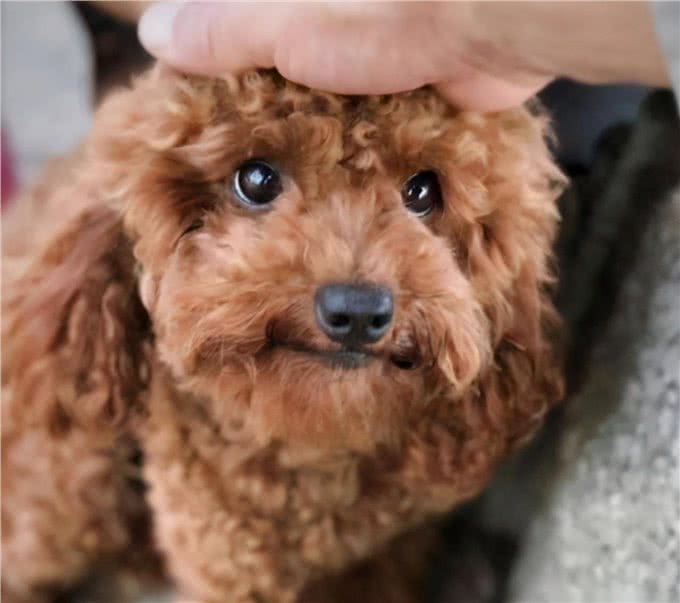 泰迪犬怎么选?这几个地方不会骗人