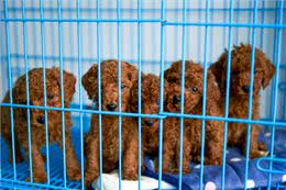 泰迪犬怎么选?这几个地方不会骗人