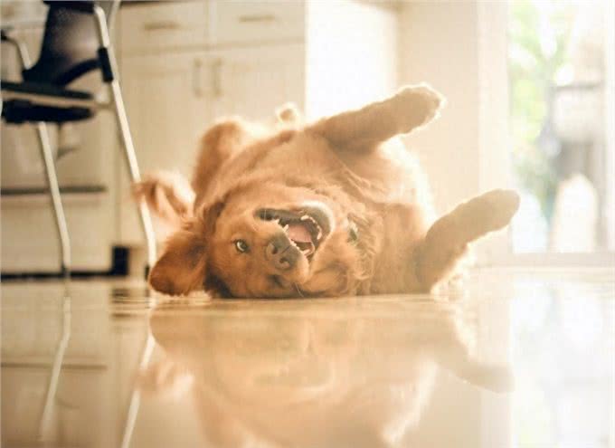 连名字都价值不菲:黄金猎犬太萌蠢