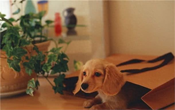 连名字都价值不菲:黄金猎犬太萌蠢