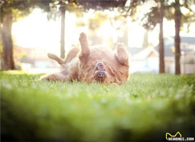 连名字都价值不菲:黄金猎犬太萌蠢