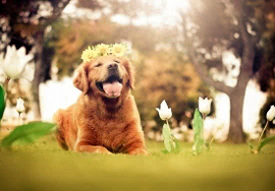 连名字都价值不菲:黄金猎犬太萌蠢