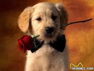 连名字都价值不菲:黄金猎犬太萌蠢