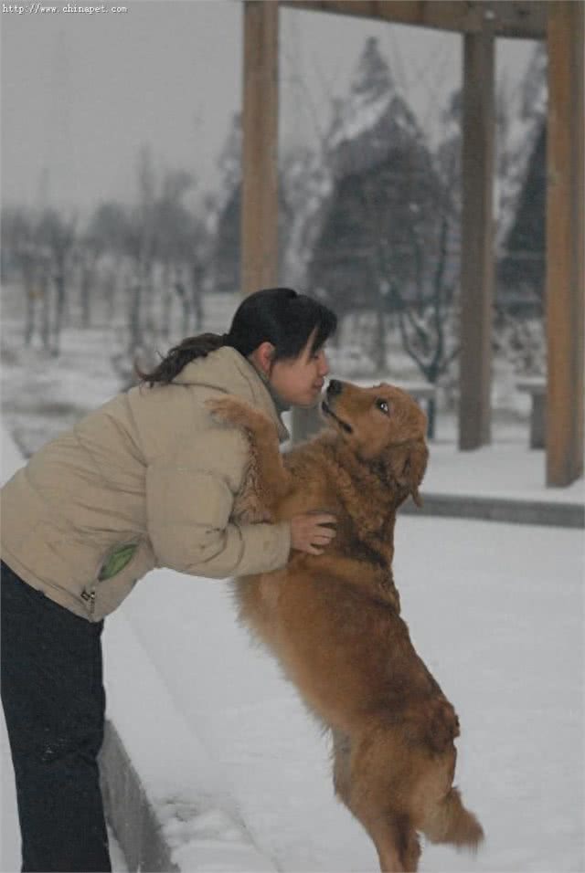 连名字都价值不菲:黄金猎犬太萌蠢