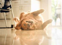 连名字都价值不菲:黄金猎犬太萌蠢