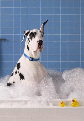 狗狗不是有洗澡就好,重要是挑对洗毛精!