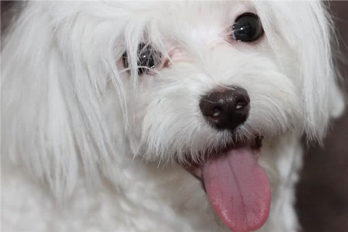 狗狗不是有洗澡就好,重要是挑对洗毛精!