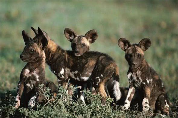围捕猎物最会配合的非洲野犬,为什么会濒临灭?