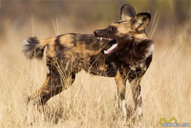 围捕猎物最会配合的非洲野犬,为什么会濒临灭?