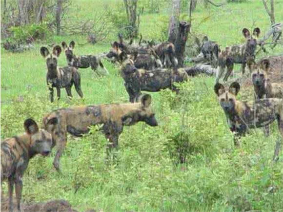 围捕猎物最会配合的非洲野犬,为什么会濒临灭?