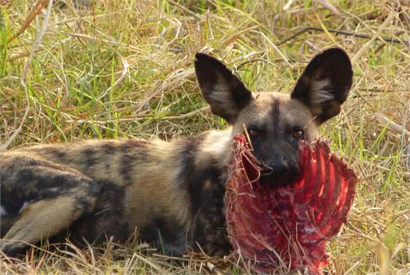 围捕猎物最会配合的非洲野犬,为什么会濒临灭?