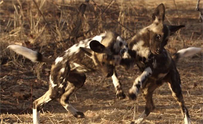 围捕猎物最会配合的非洲野犬,为什么会濒临灭?