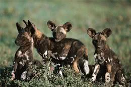 围捕猎物最会配合的非洲野犬，为什么会濒临灭?