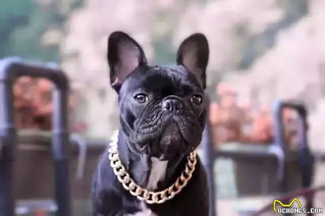 萌宠法国斗牛犬的颜色进化，背后是灭顶之灾!