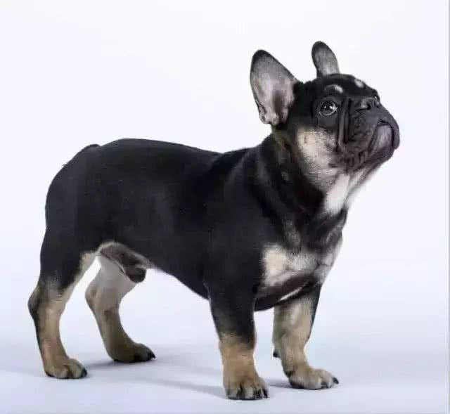 萌宠法国斗牛犬的颜色进化，背后是灭顶之灾!