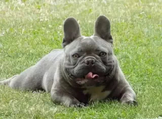 萌宠法国斗牛犬的颜色进化，背后是灭顶之灾!