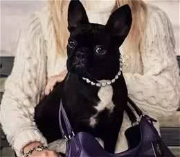 萌宠法国斗牛犬的颜色进化，背后是灭顶之灾!